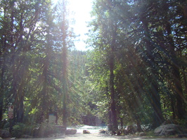 2011 08-Seattle Sunlight-Trees